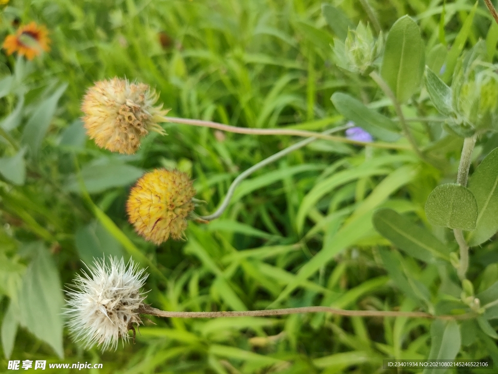 路边的野草野花