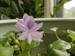 凤眼莲水葫芦