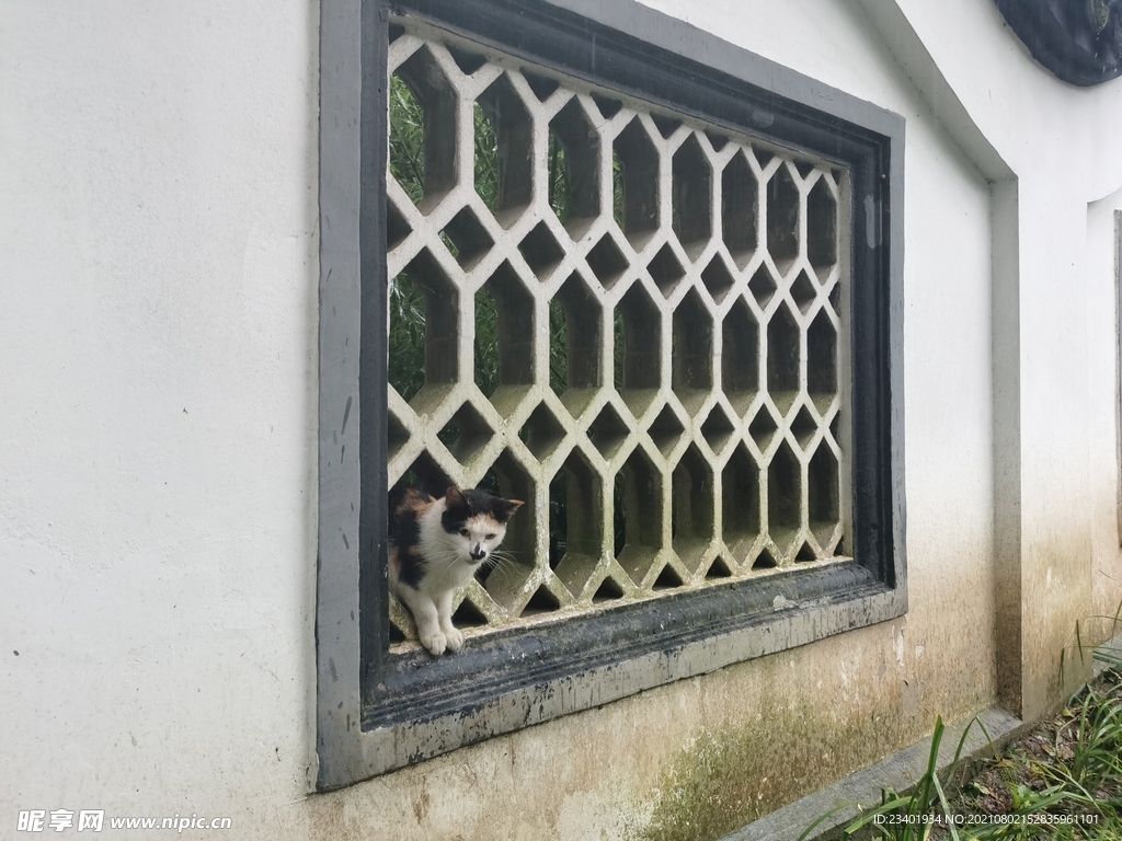 下雨天的猫咪和镂空窗格建筑