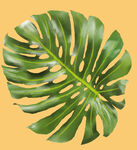 龟背竹 热带植物 叶子 板绘图