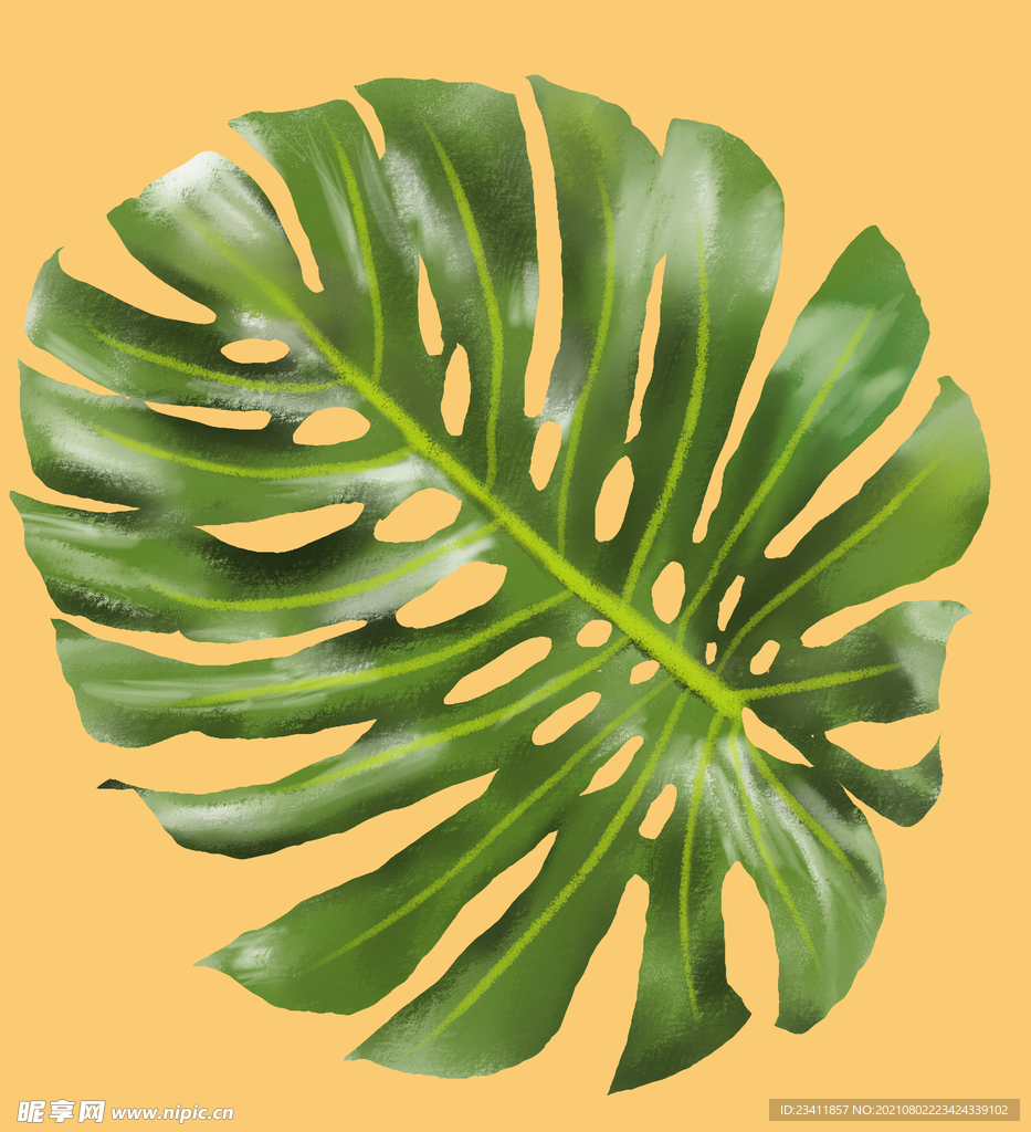 龟背竹 热带植物 叶子 板绘图