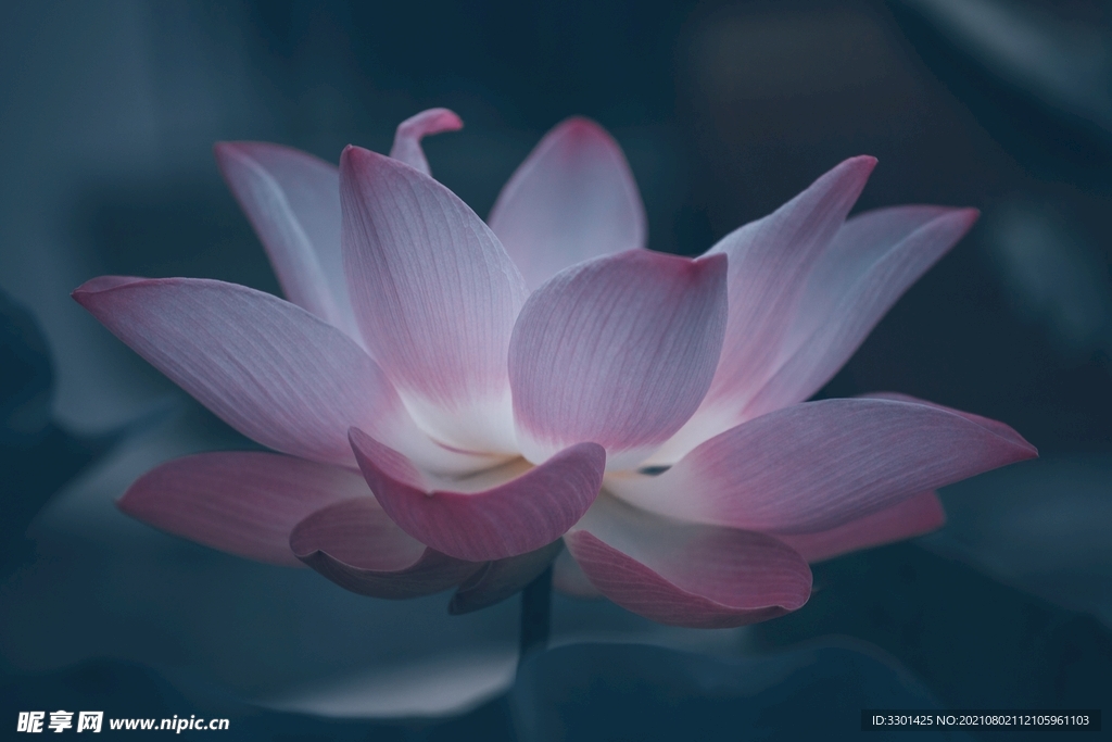 莲花 