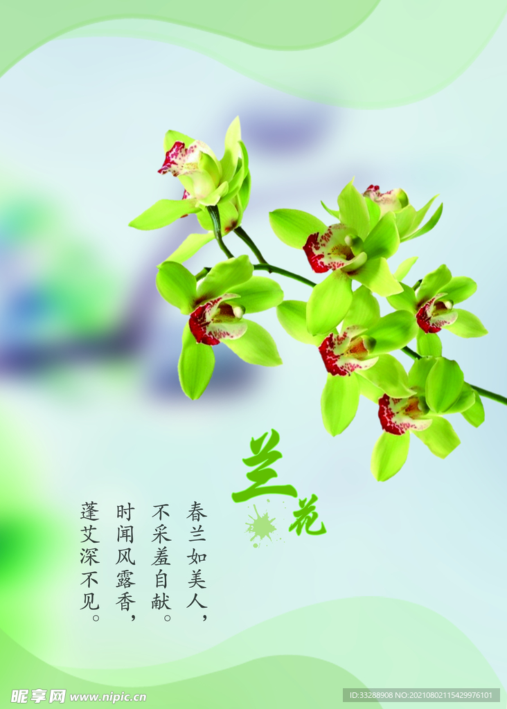 兰花