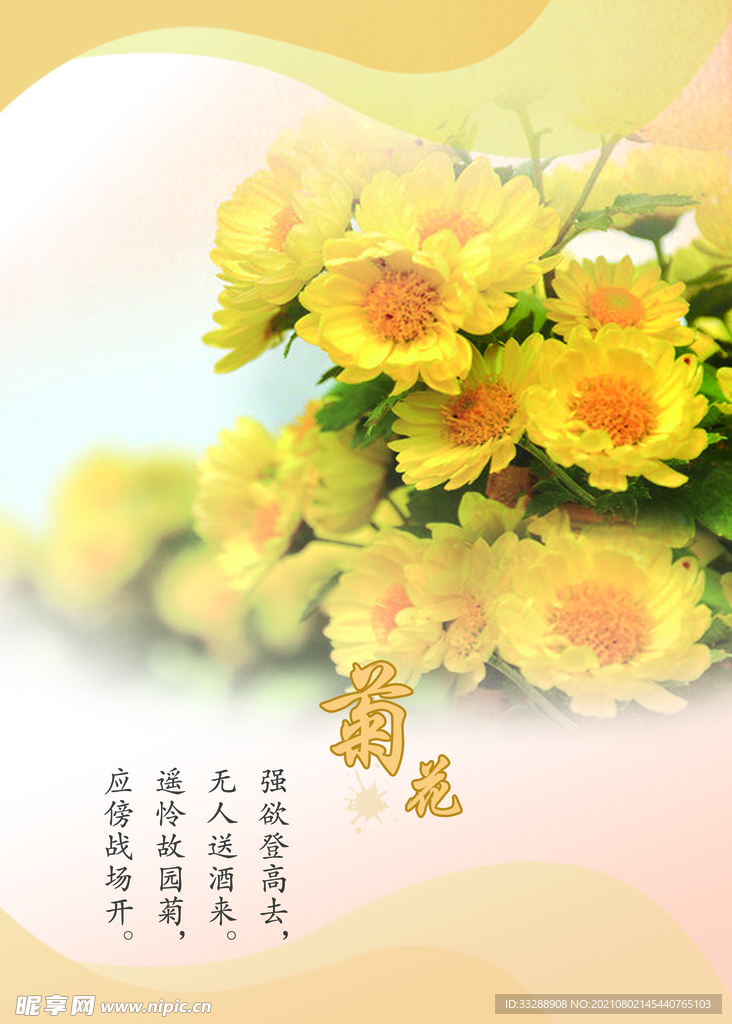 菊花