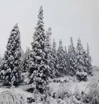 冬日松树雪景图