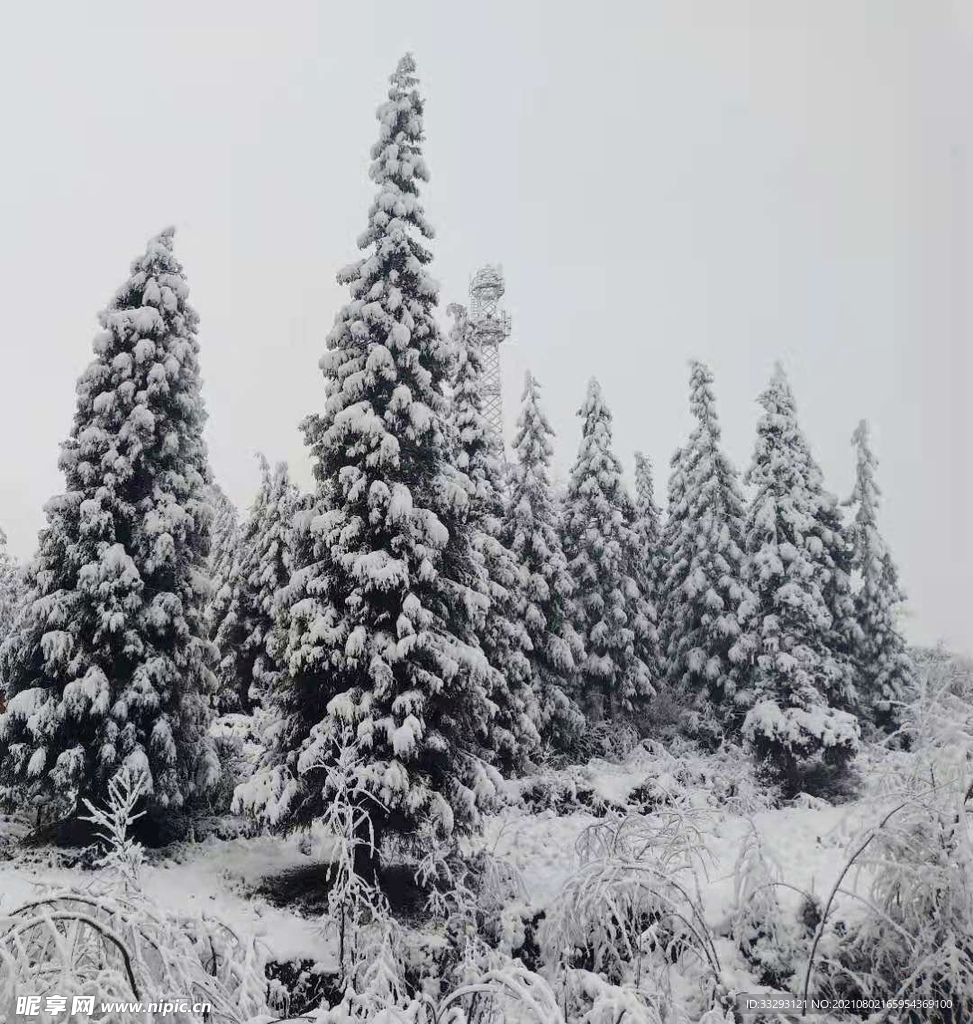 冬日松树雪景图