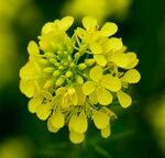 油菜花