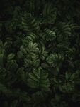 蕨类植物