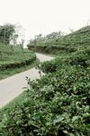茶山