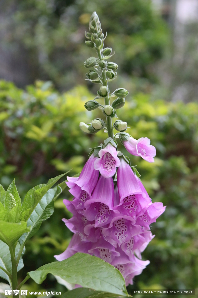 花卉