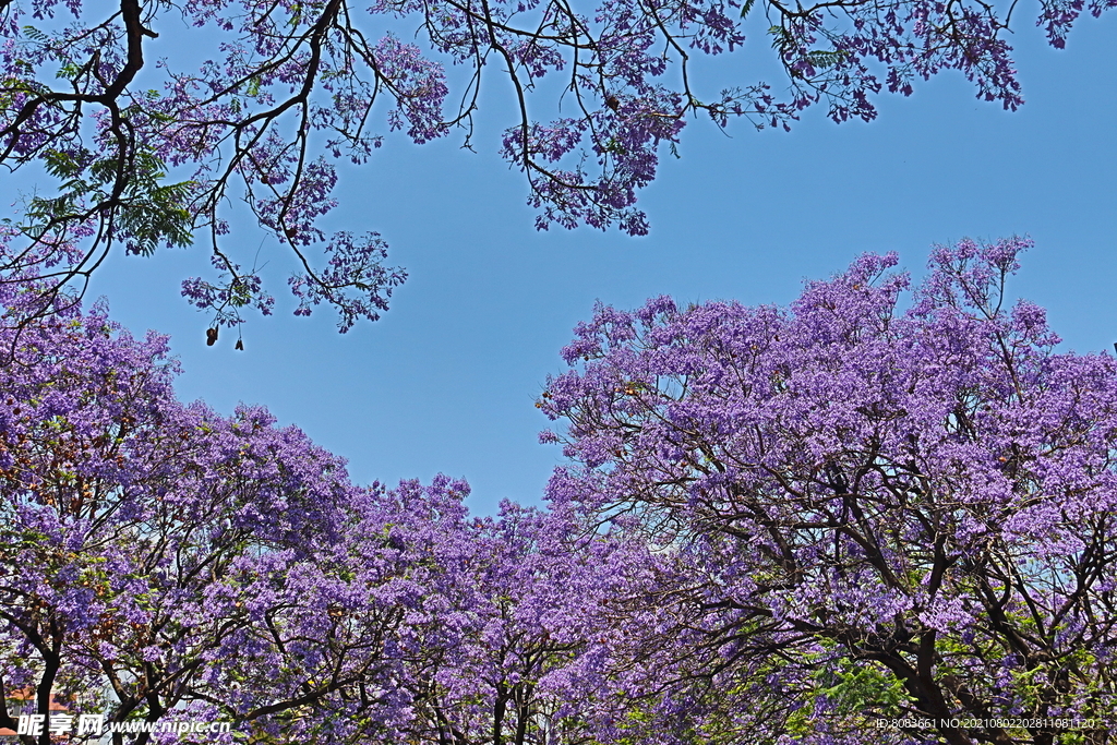 蓝花楹