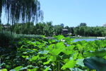 公园风景