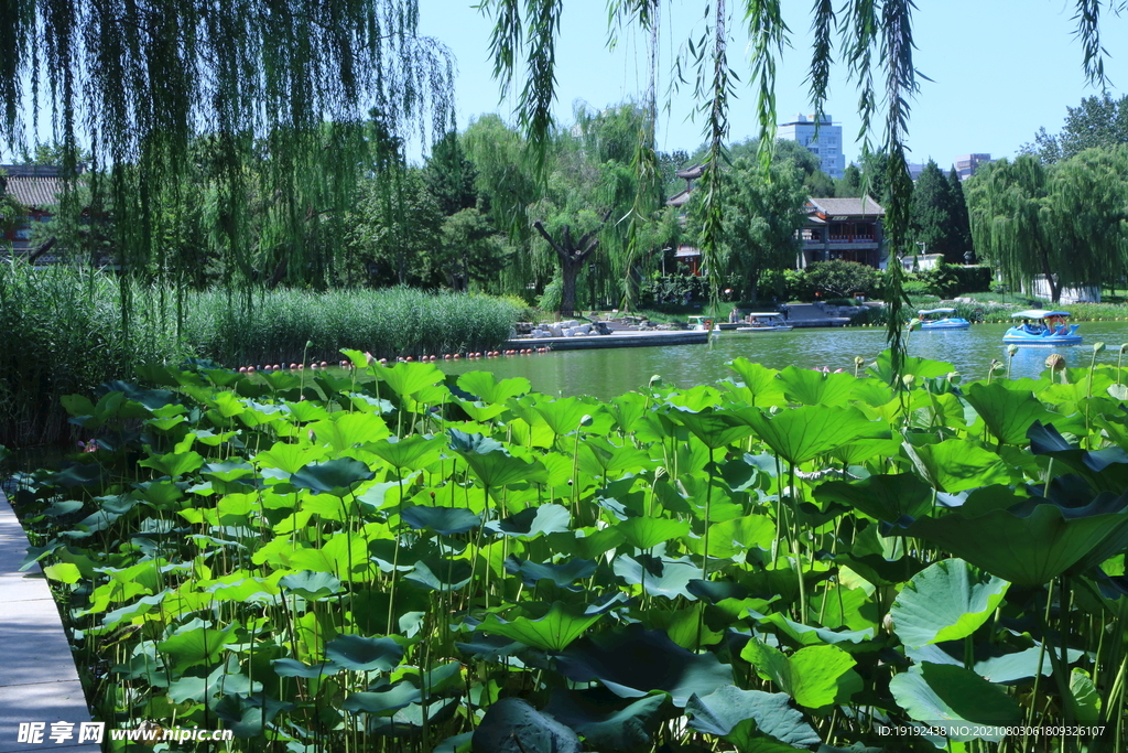 园林风景