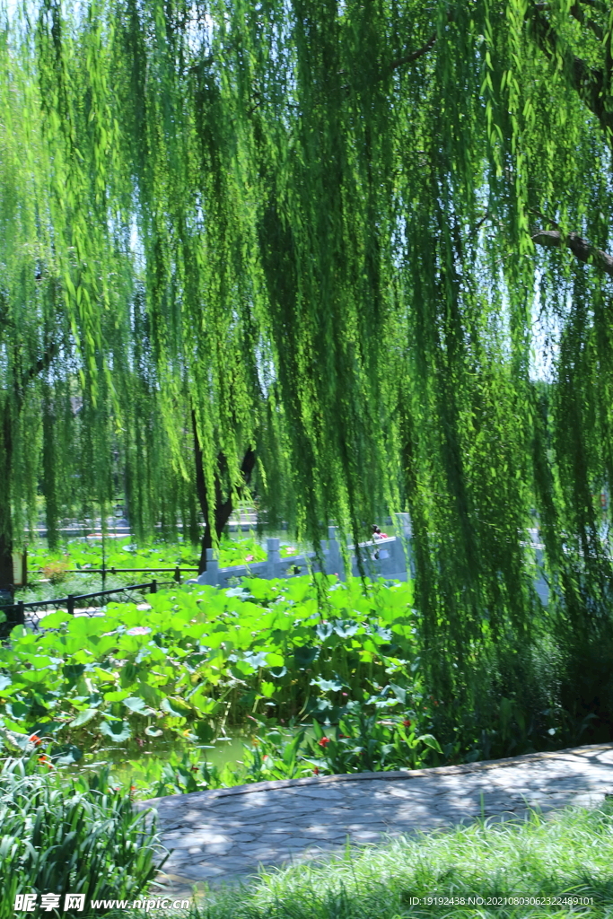 园林风景