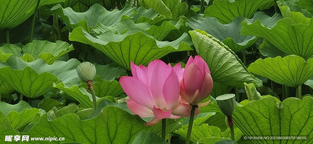 荷花 