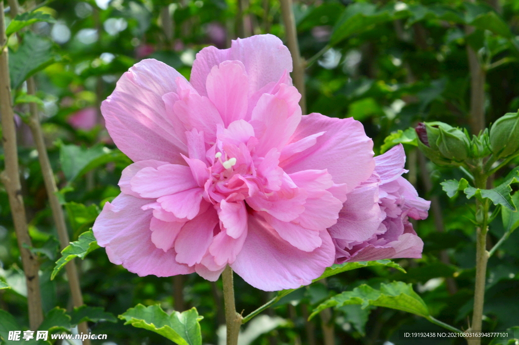 木槿花 