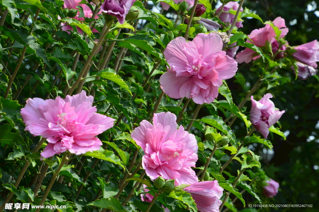 木槿花 