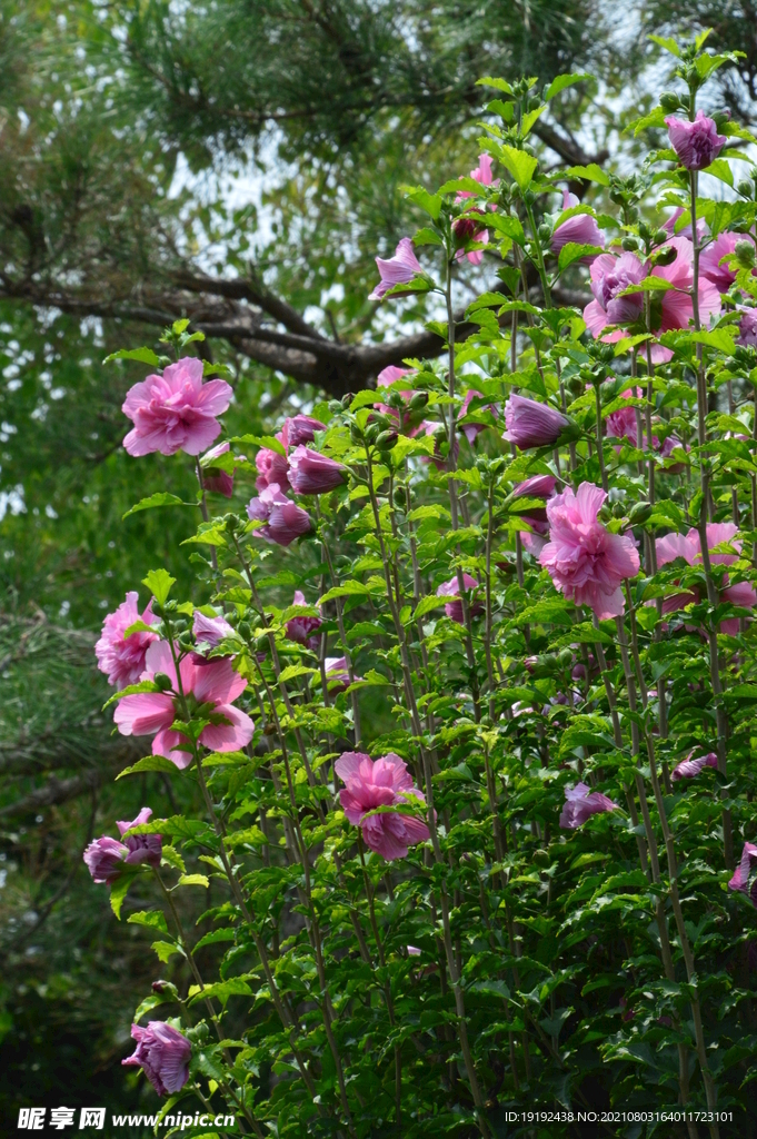 木槿花 