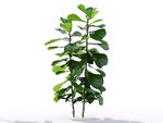 C4D模型榕树植物树木绿化