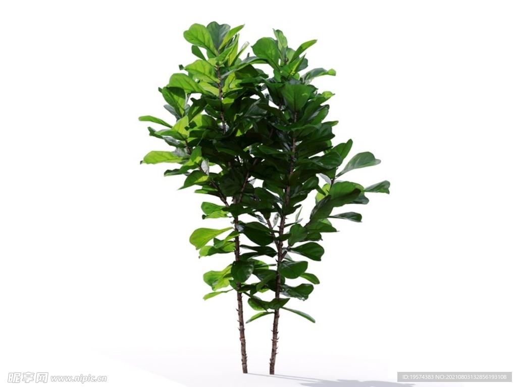 C4D模型榕树植物树木绿化
