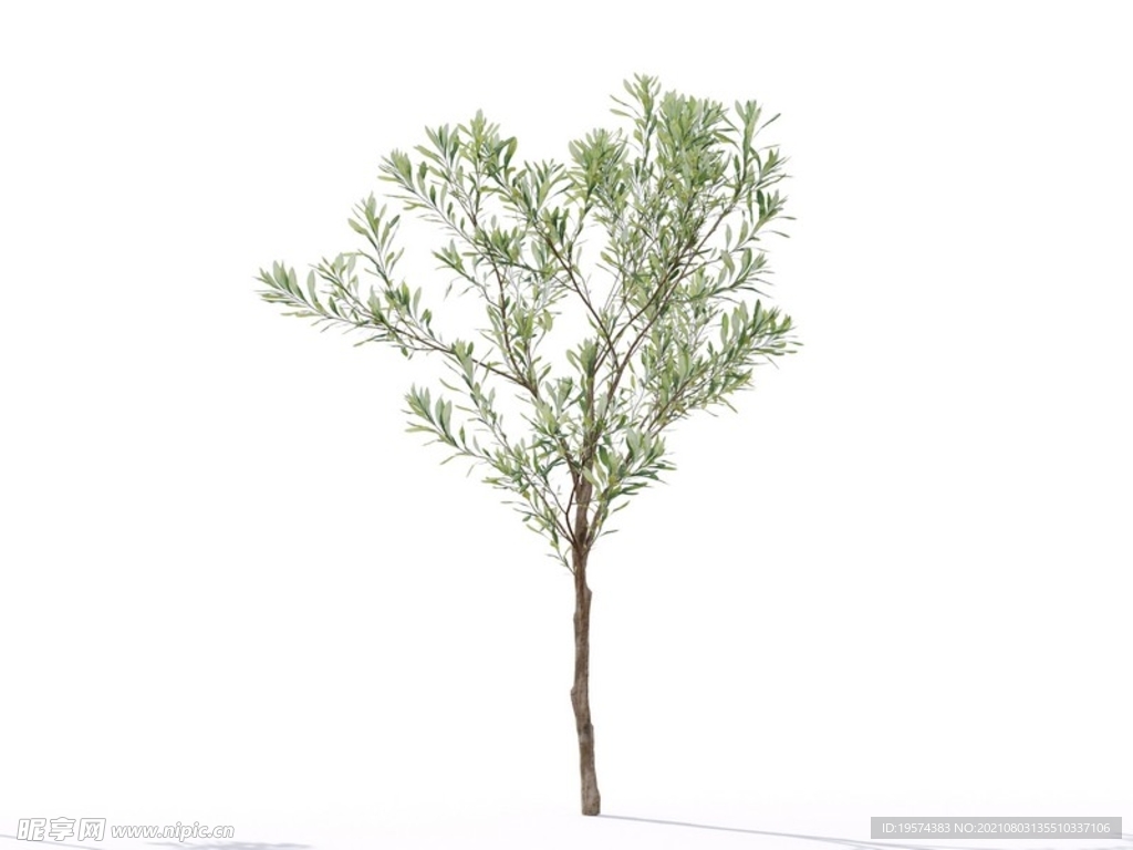 C4D模型榕树植物树木绿化