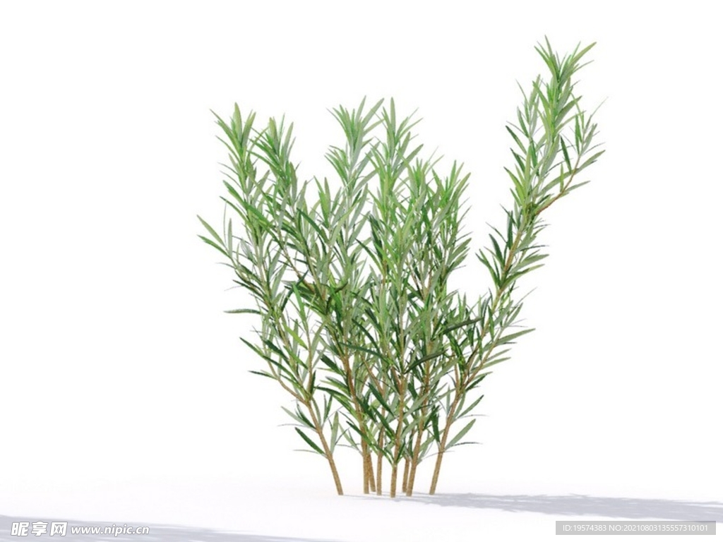 C4D模型迷迭香植物树木绿化