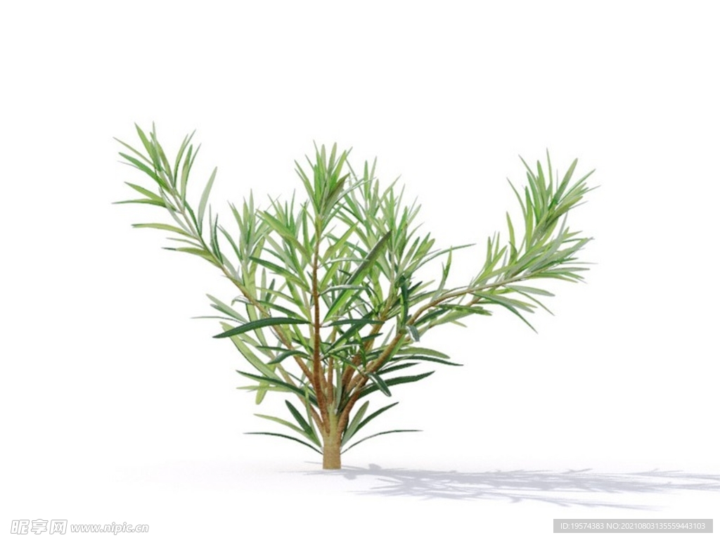 C4D模型迷迭香植物树木绿化