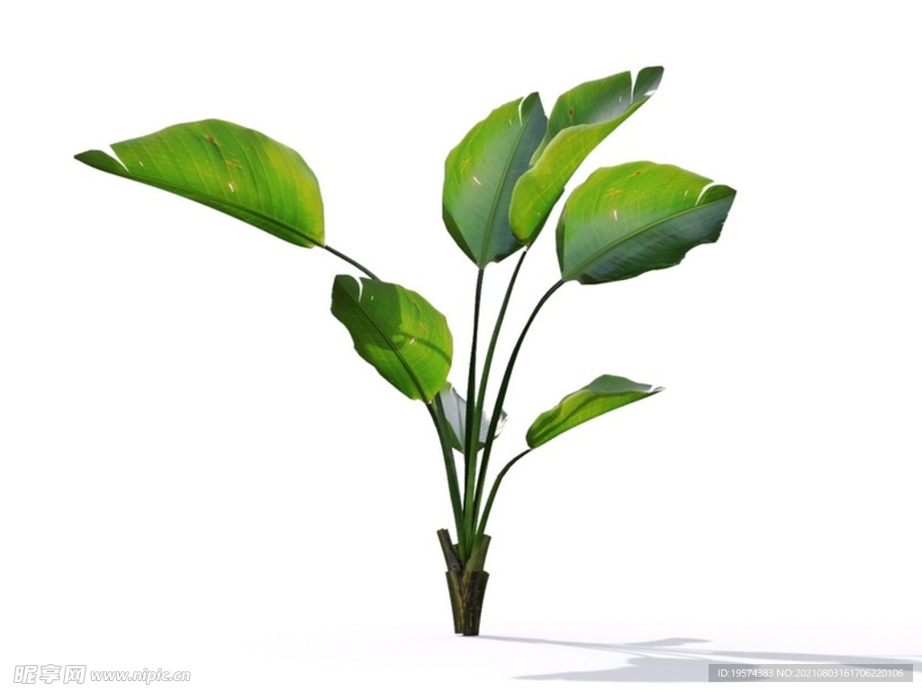 C4D模型鹤望兰绿色植物景观