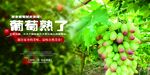 葡萄