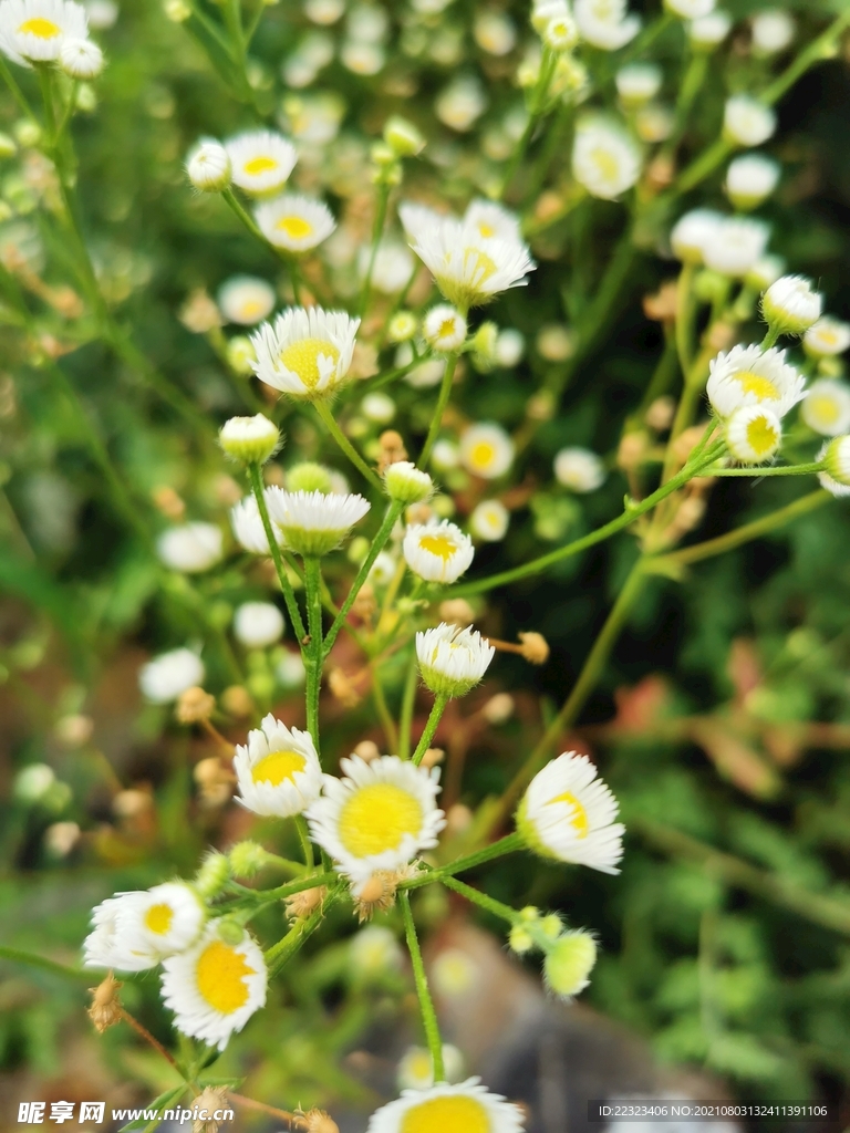 雏菊 