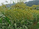   高粱熟了