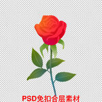 红玫瑰