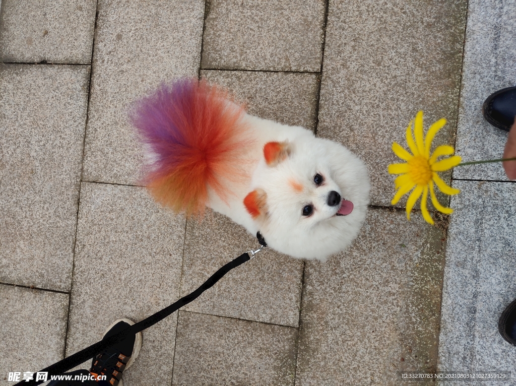 狗狗与花