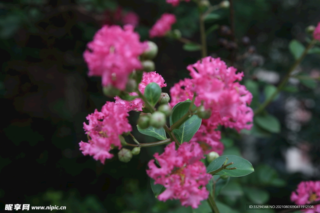 花