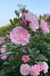 小花