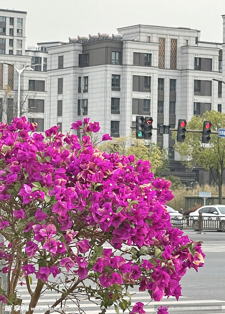 街头小花