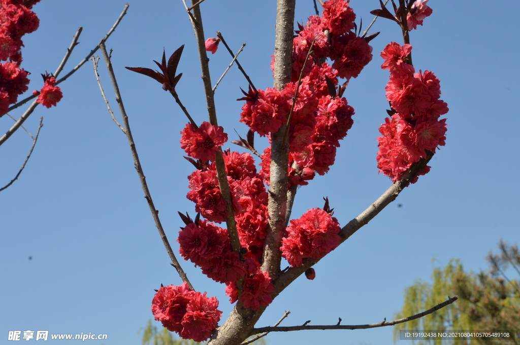 碧桃花 