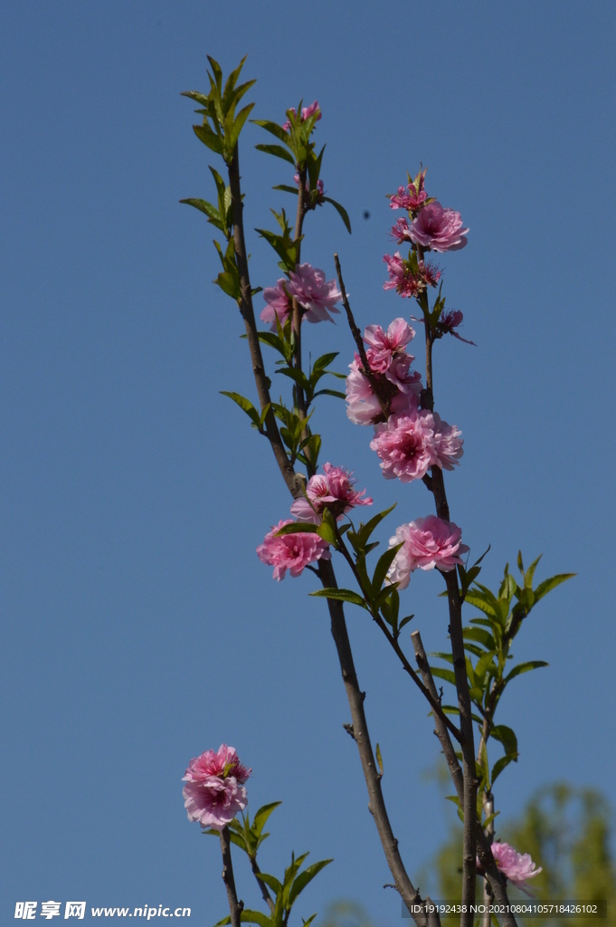 碧桃花 