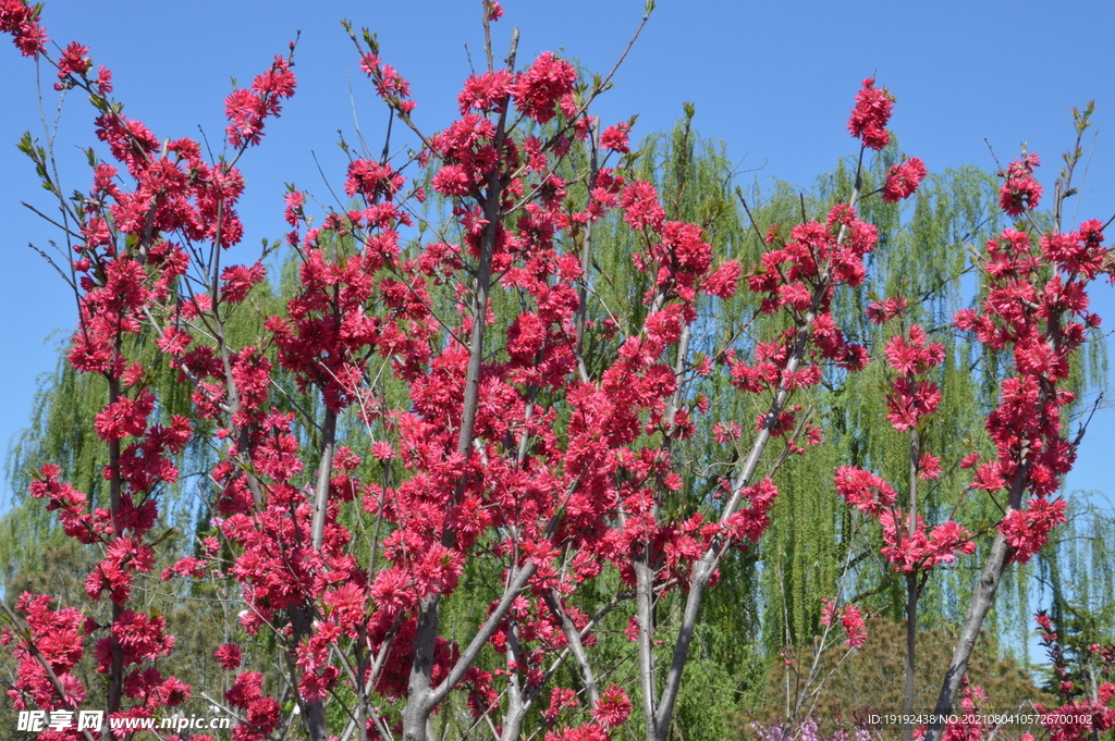 菊花桃
