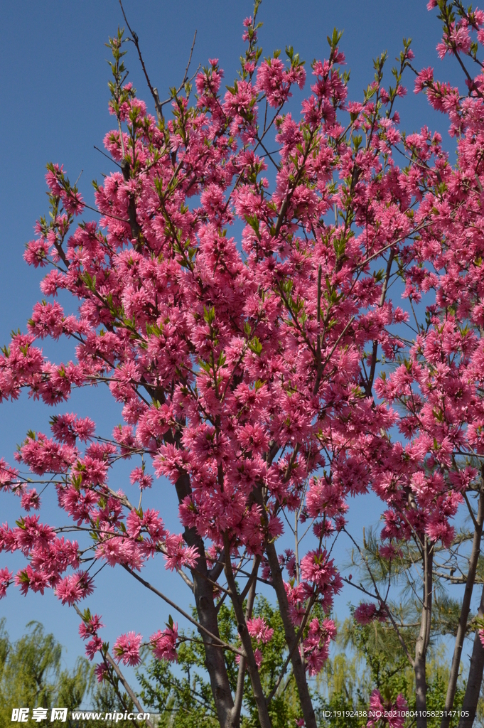 菊花桃 