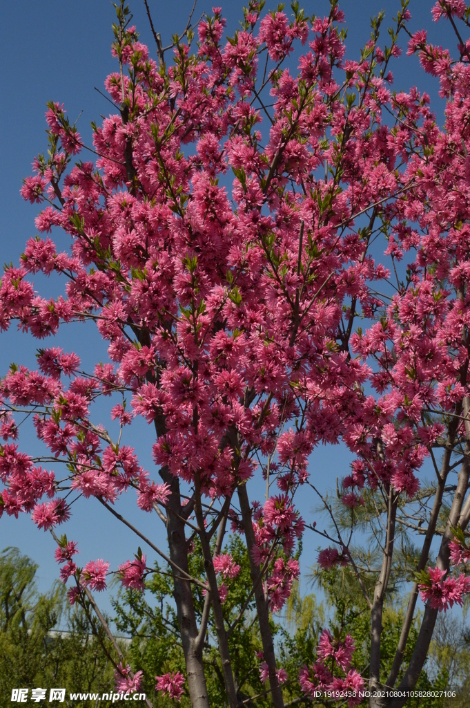 菊花桃