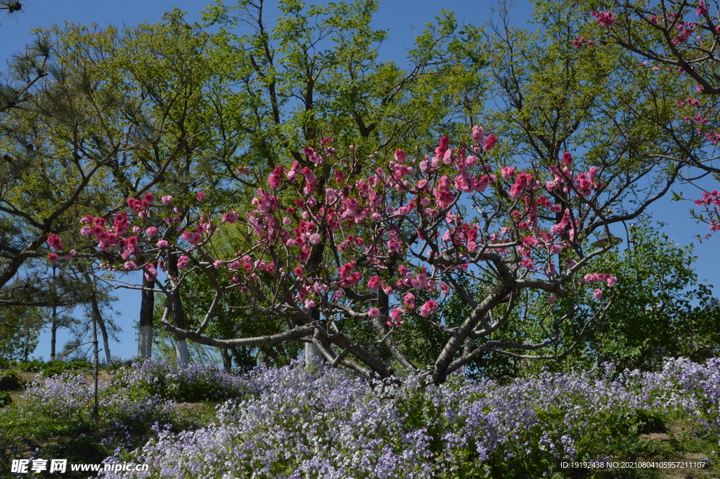 碧桃花
