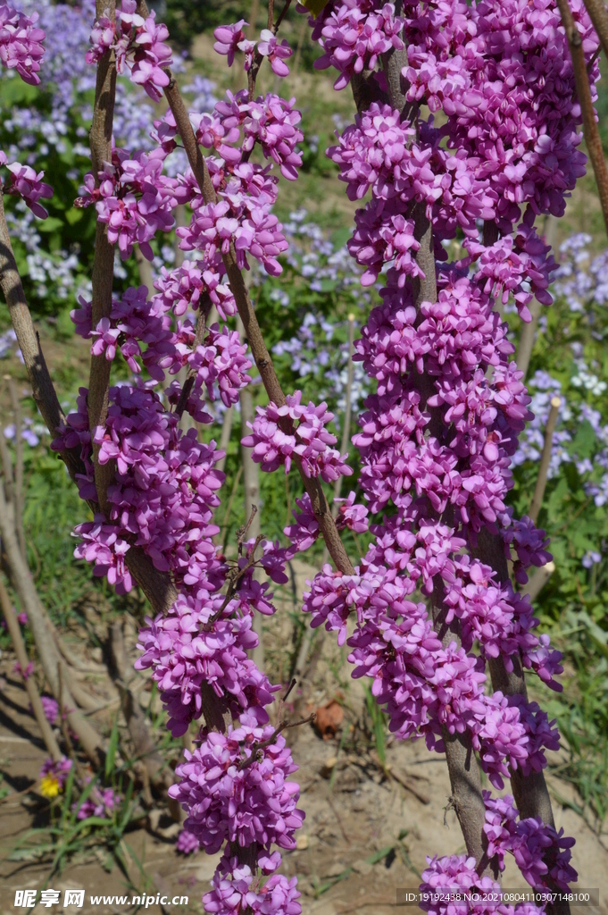 紫荆花