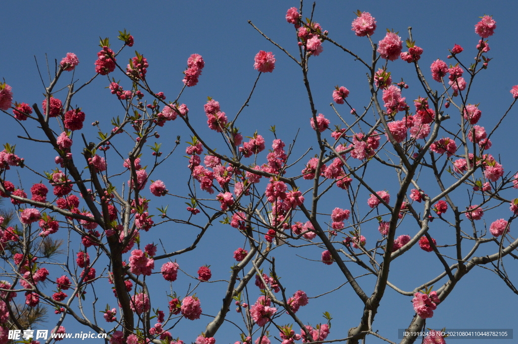 碧桃花