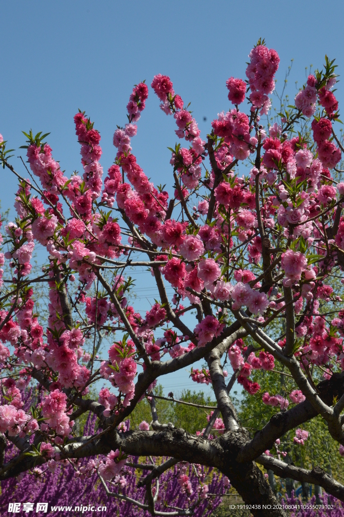 碧桃花 