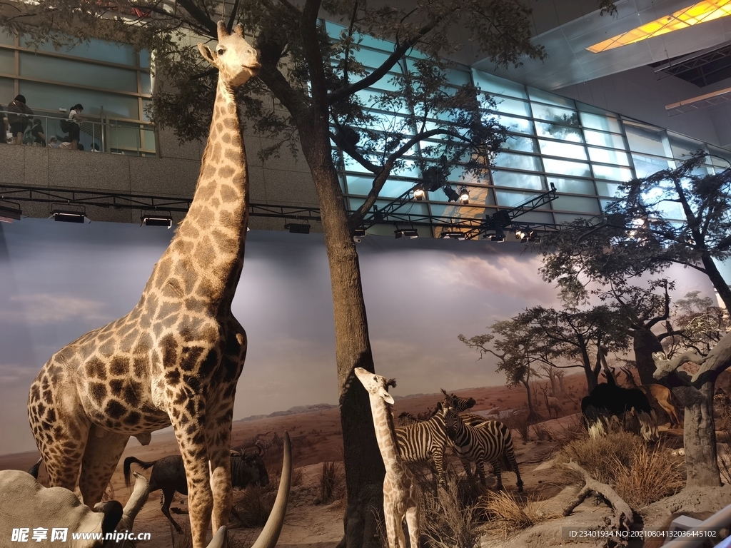 上海科技馆自然展区长颈鹿