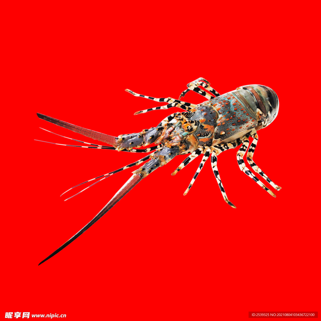 青龙虾 抠图
