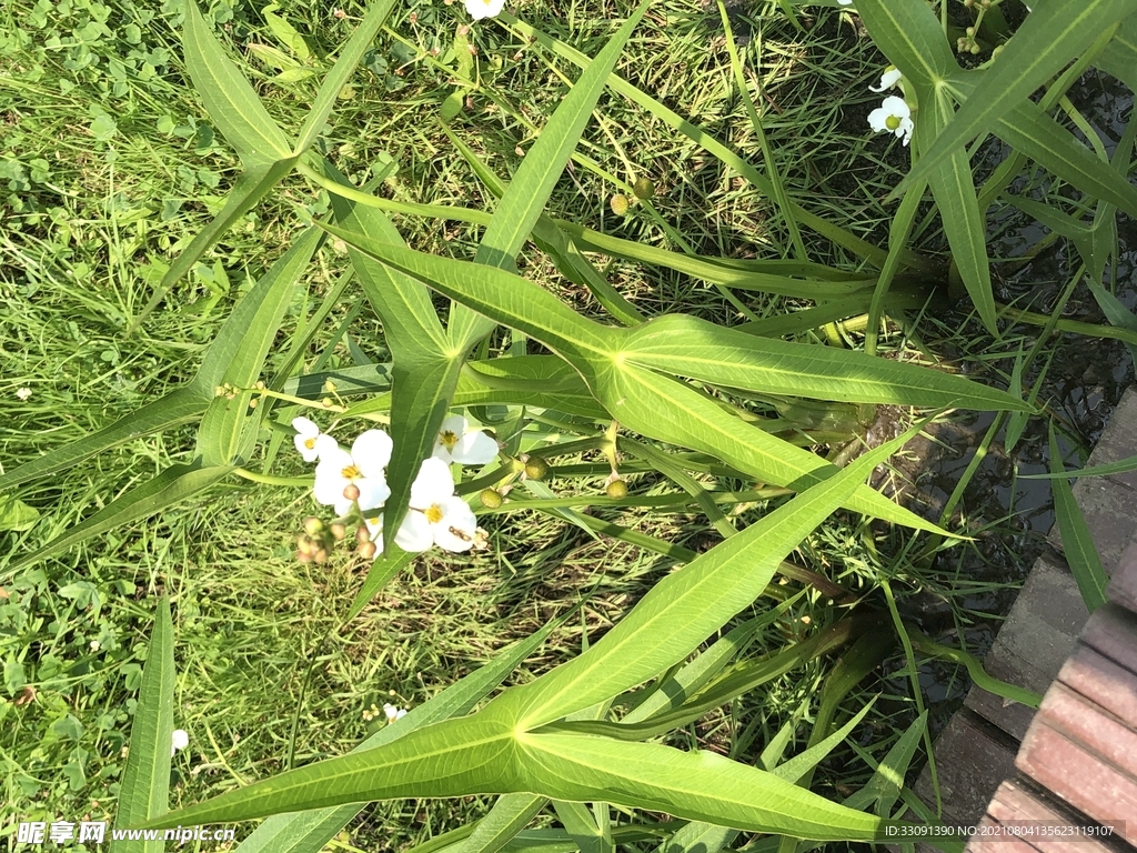 春日花草