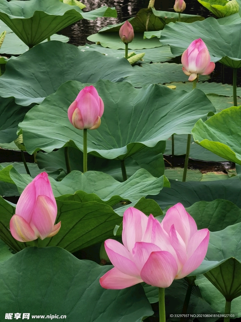 荷花