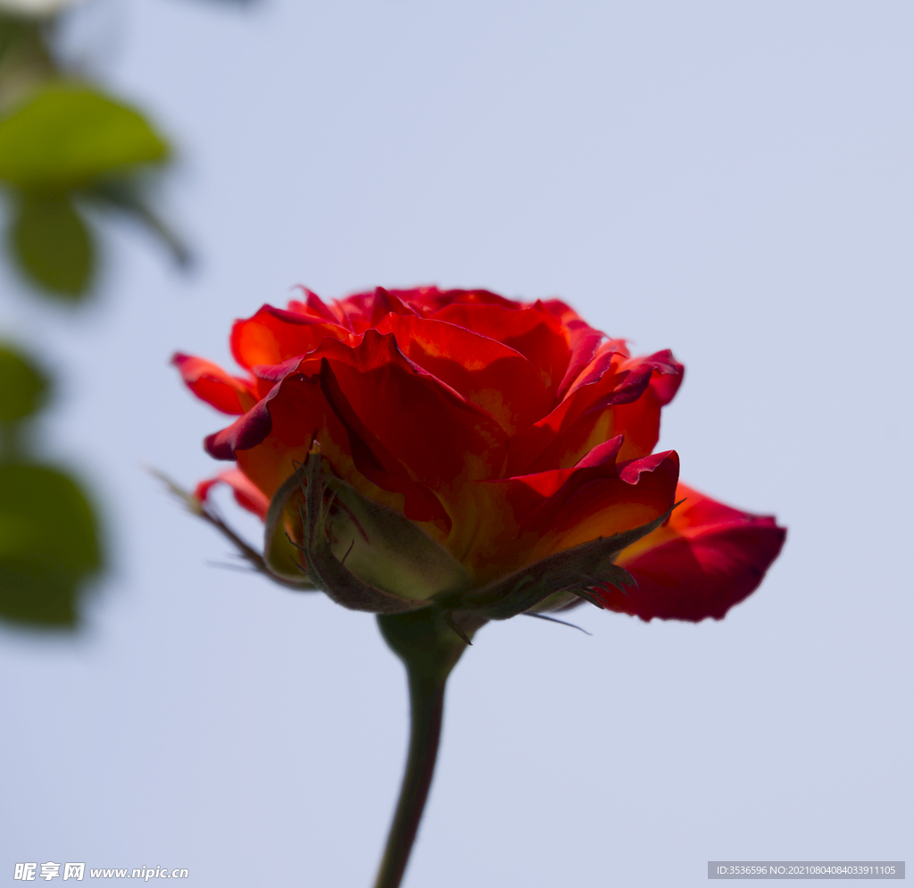 月季花
